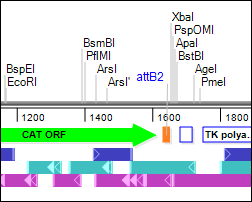 Linear Map in Lasergene